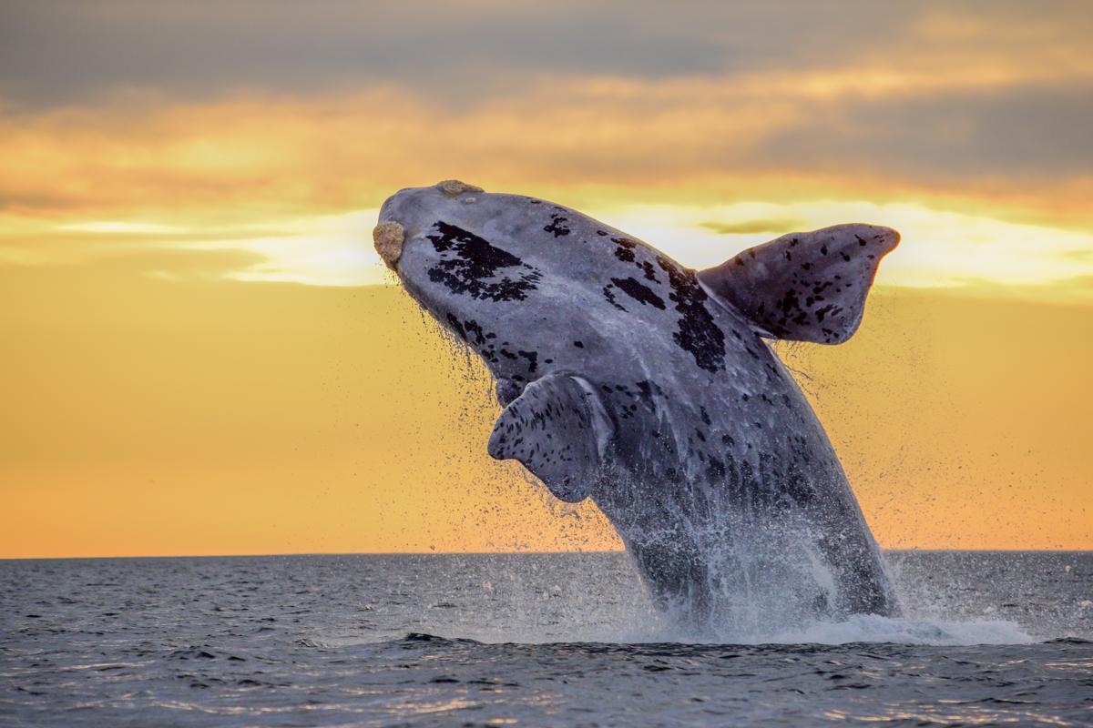 Southern Right Whale breaching out of the water in Península Valdés Patagonia Argentina.