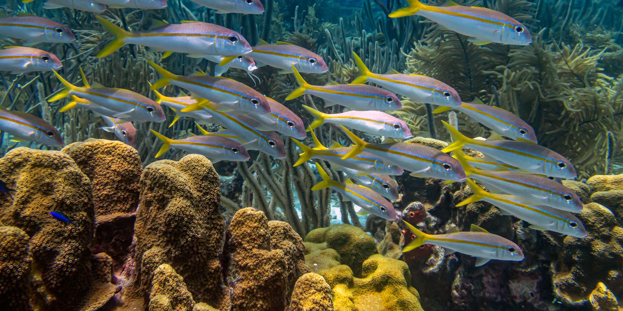 Yellowtail snapper,Ocyurus chrysurus is an abundant species of snapper native to the western Atlantic Ocean