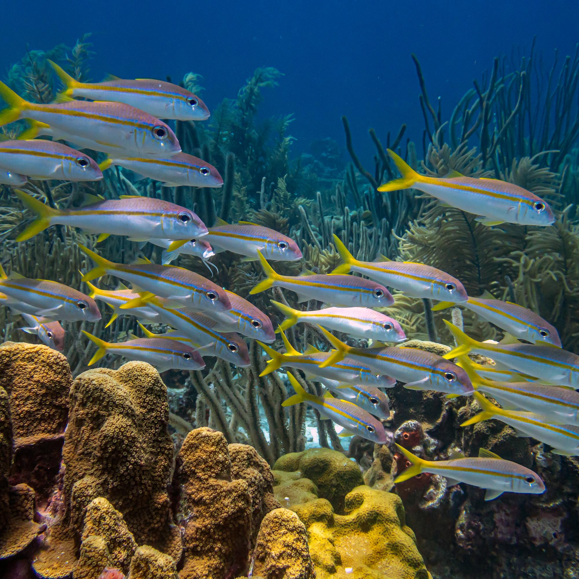 Yellowtail snapper,Ocyurus chrysurus is an abundant species of snapper native to the western Atlantic Ocean