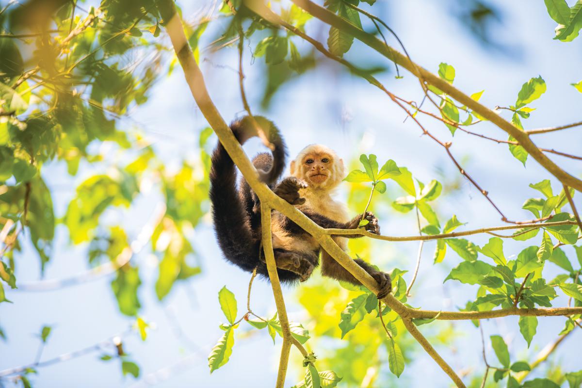 White-faced Capuchin monkey at the Curu Wildlife Reserve in Costa Rica