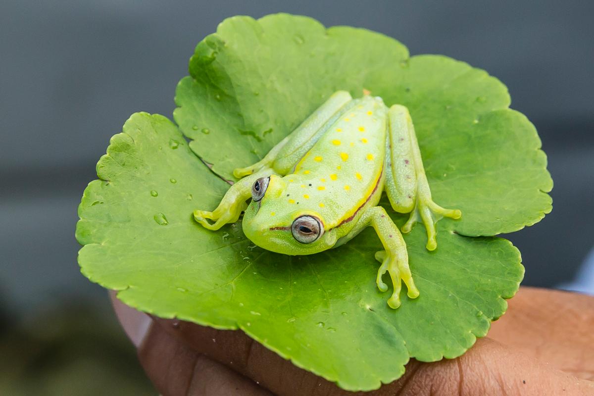 Common polkadot tree frog, El Dorado Caño, Upper Amazon River Basin, Loreto, Peru