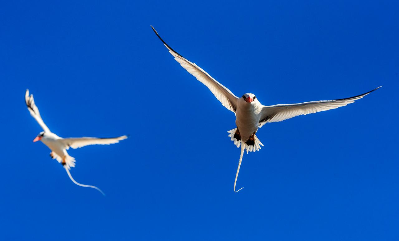 Two Red-billed Tropicbirds in courtship flight, San Pedro Martir, Gulf of California, Sonora, Mexico.