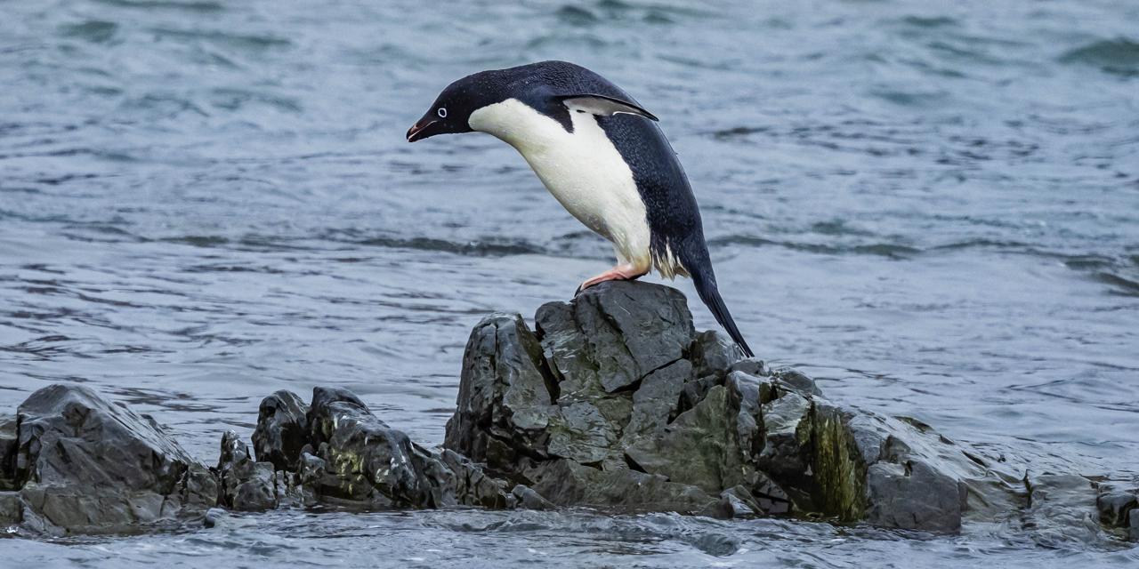 Adelie Penguin jumping at Tay Head, Joinville Island, Antarctica