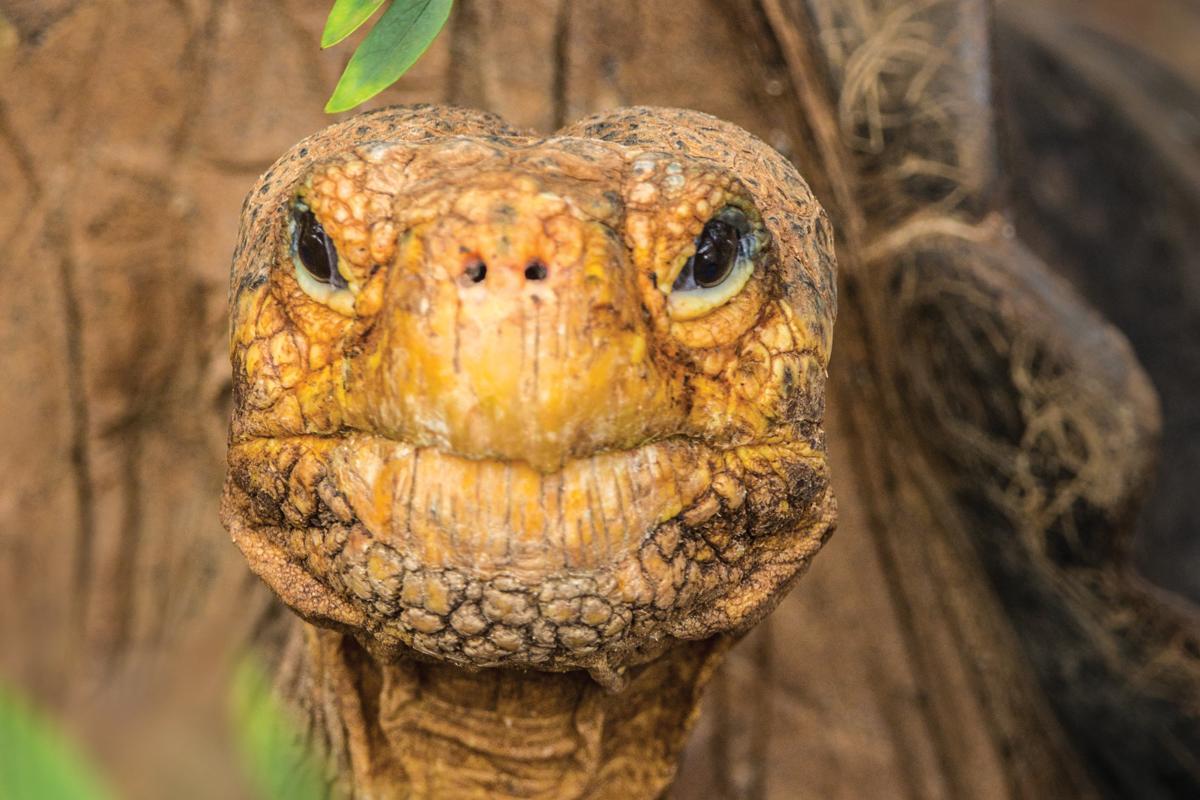 A close up view of a Galapagos giant tortoise face in Glapagos Islands, Ecuador