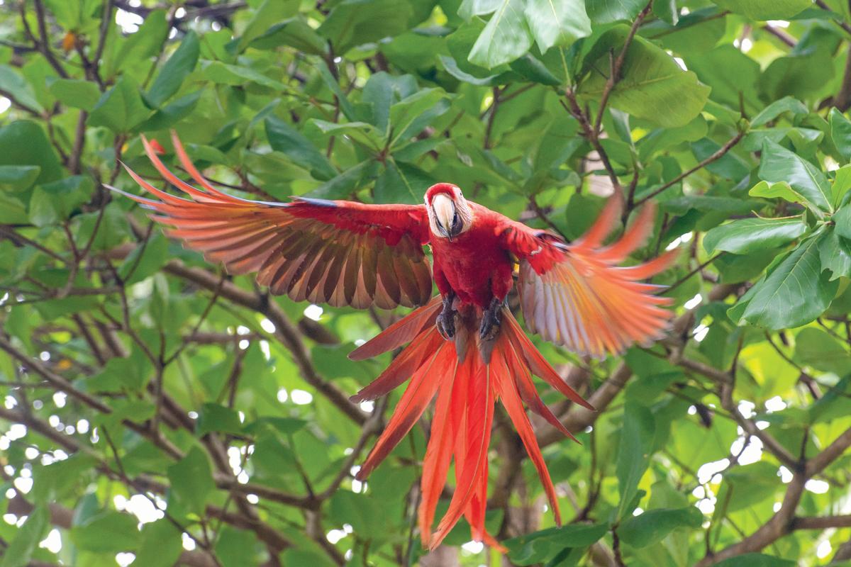 Scarlet macaws in flight over Corcovado National Park, Costa Rica.

Scarlet macaws are a beautiful and iconic species of parrot that are found in the tropical rainforests of Central and South America. They are known for their bright red plumage, blue and yellow wings, and long tails.